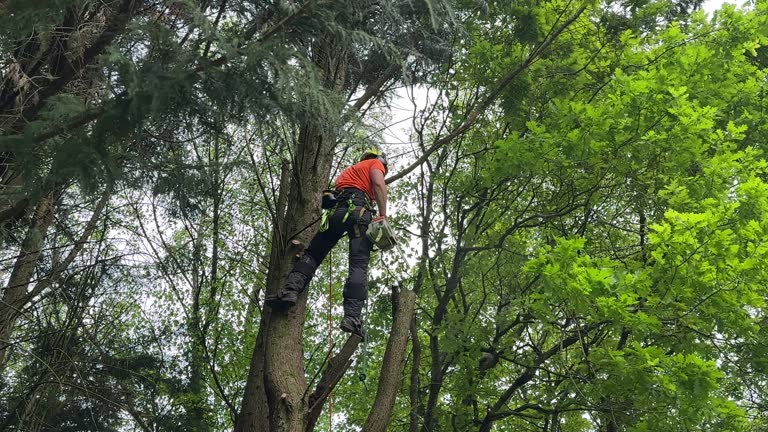 Best Tree Risk Assessment  in Energy, IL