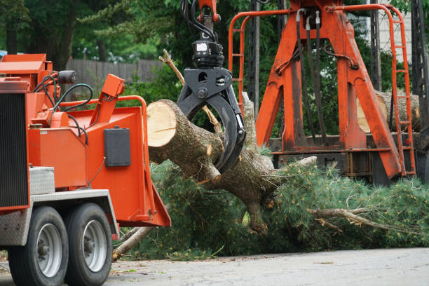 Best Tree Mulching  in Energy, IL