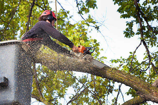 Best Lot and Land Clearing  in Energy, IL